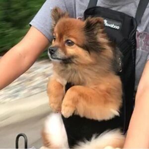 Pawaboo Dog Pet Front or Back Carrier Marble Print Large